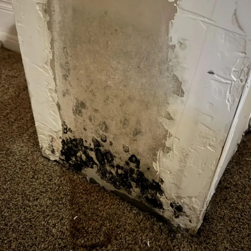 Professional Mold Removal in New Paltz, NY